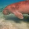¿Qué es el dugongo? Declaran funcionalmente extinta a esta criatura
