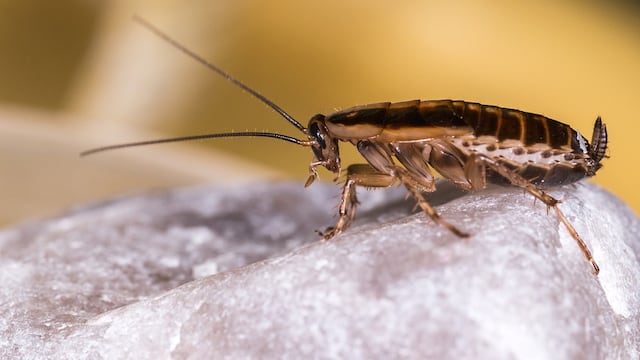 Supercucaracha, insecto que resiste químicos y provoca alertas en el mundo