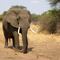 Elefante parte a su cuidador por la mitad tras obligarlo a trabajar bajo un sol extremo