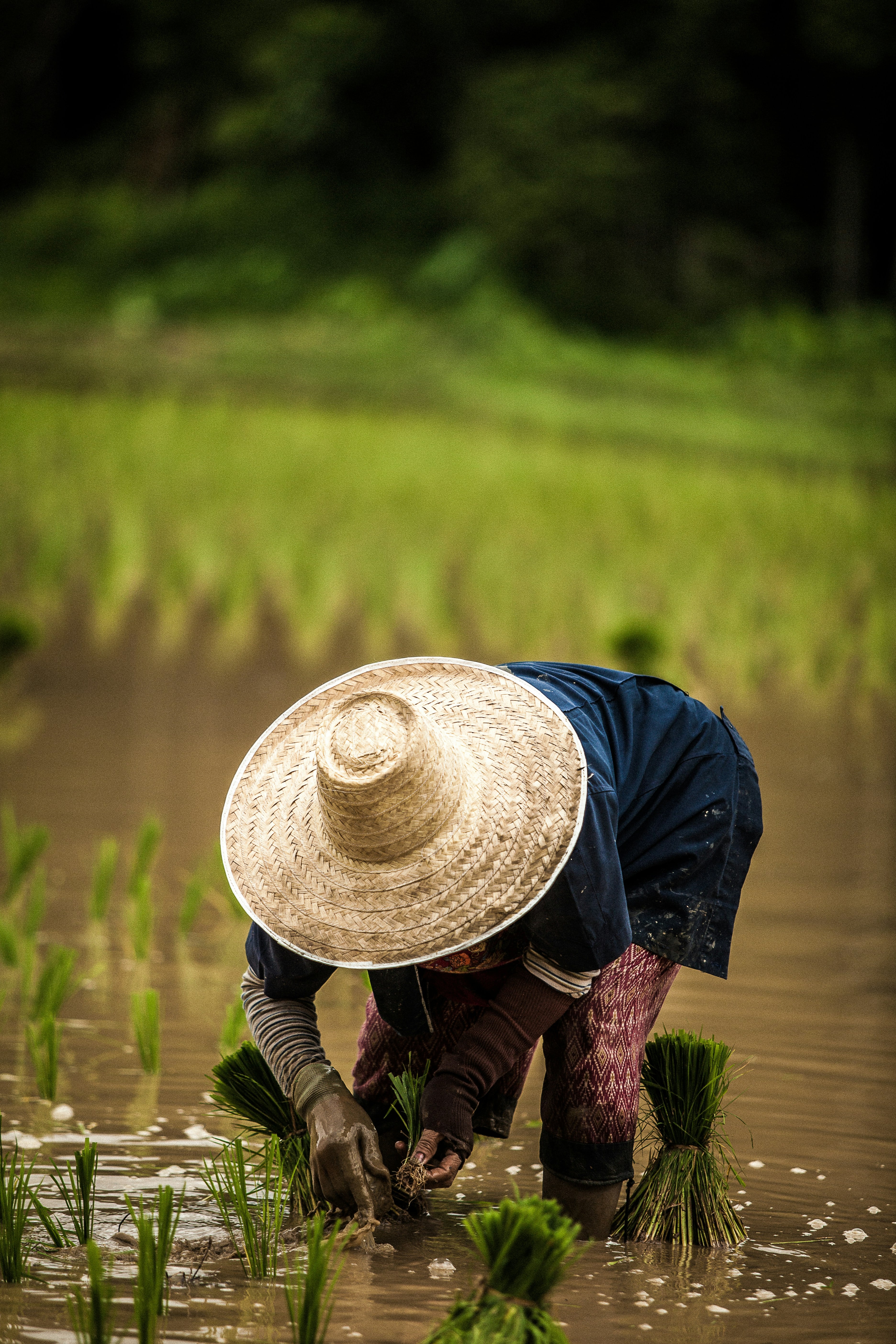 Persona cultivando arroz