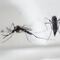 Estados Unidos: Liberarán mosquitos modificados genéticamente contra el dengue