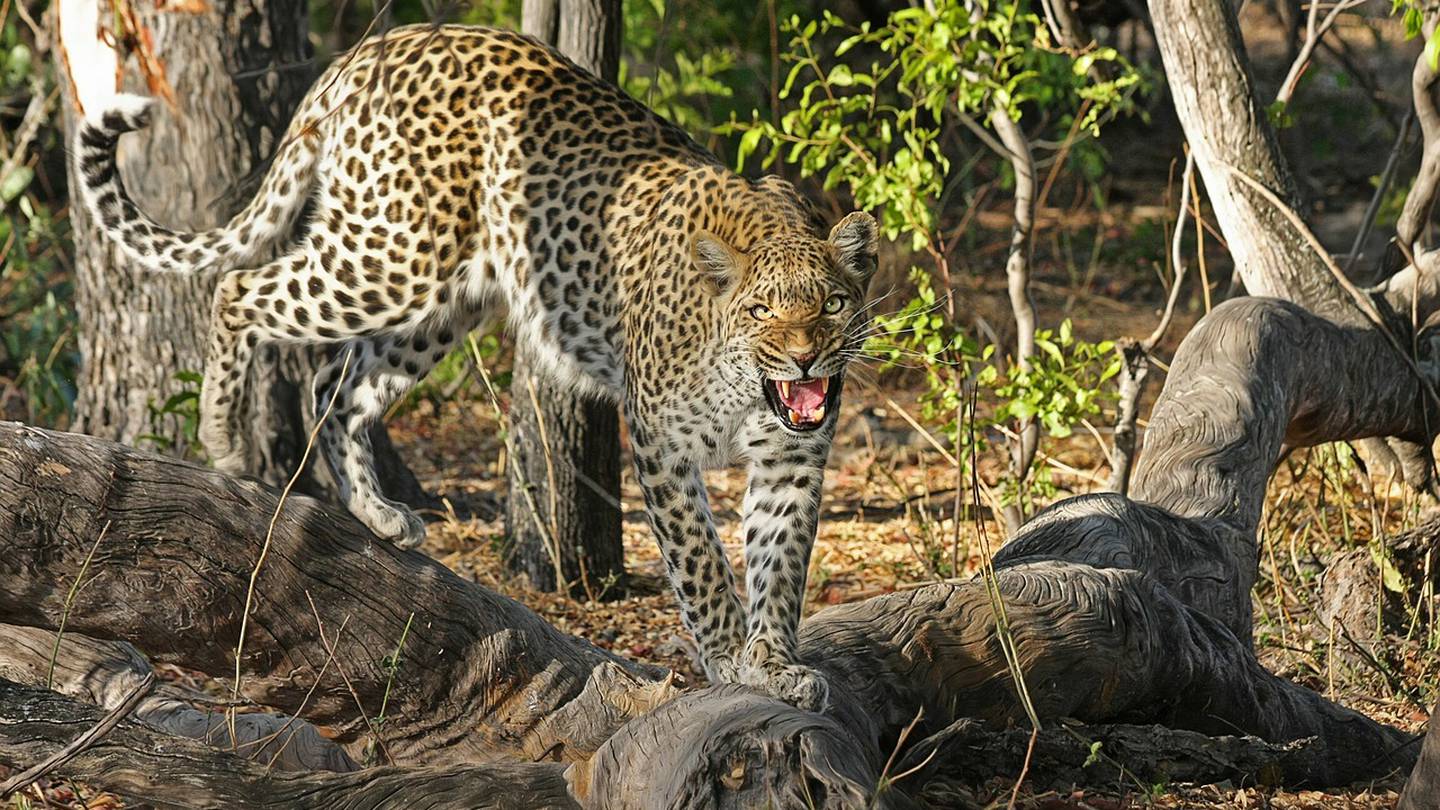 Leopardo mata a niña en el cumpleaños de su hermano