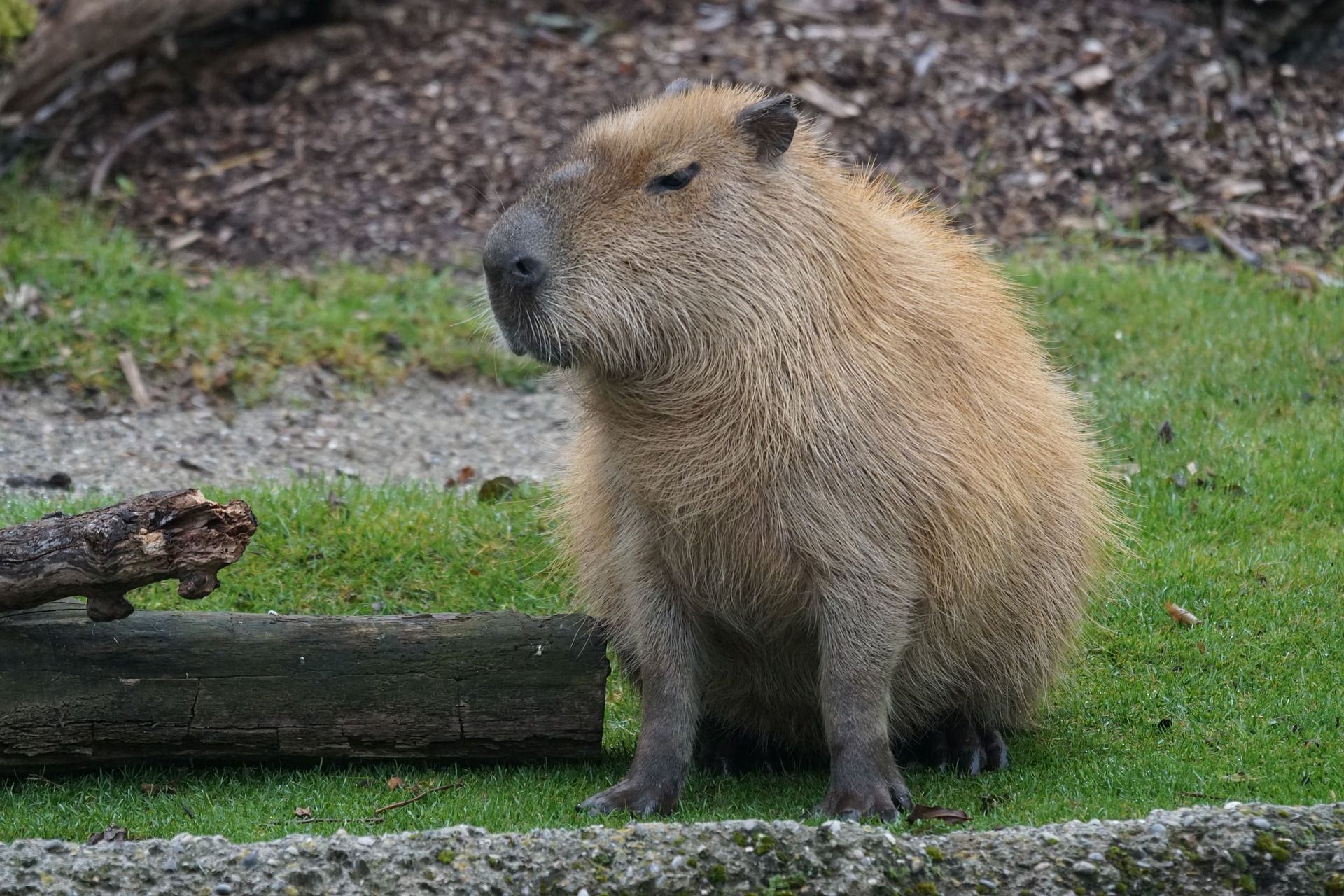 Topo 47+ imagem cuanto cuesta un capibara en mexico